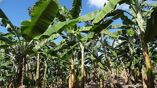 Um dos aliados de Bolsonaro foi condenado criminalmente por plantar bananas na Caverna do Diabo