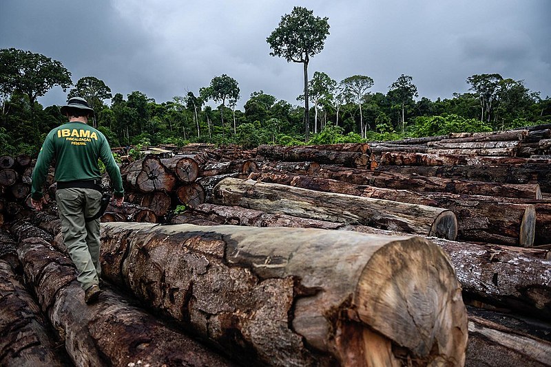 Fiscal do Ibama durante operação contra extração ilegal de madeira em terra indígena