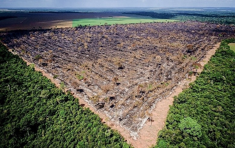 O desprezo de Bolsonaro pelo meio ambiente pode acelerar o desmatamento da Amazônia