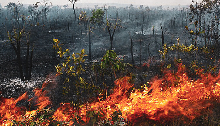 Com a chegada do verão amazônico, a floresta seca e fica suscetível a incêndios, o principal método de derrubada