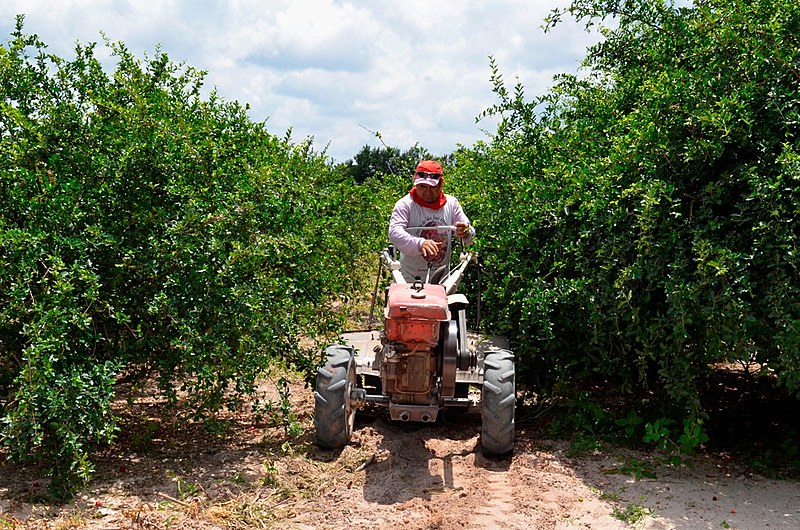 Agricultor do Assentamento Val Paraíso, no Ceará, trabalhando seu hectare de terra