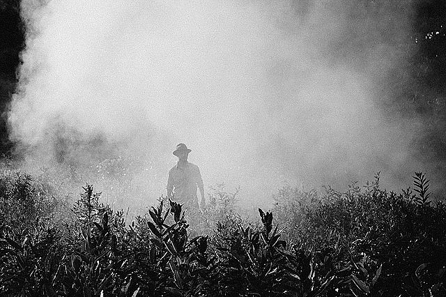 Enquanto em 2015 foram aprovados 139 agrotóxicos no país, em 2018, esse número mais que triplicou, saltando para 450