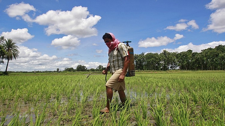 Meta dos defensores da Monsanto é conseguir a renovação por cinco anos