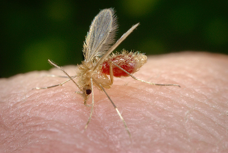 Mosquito palha e o transmissor da doença