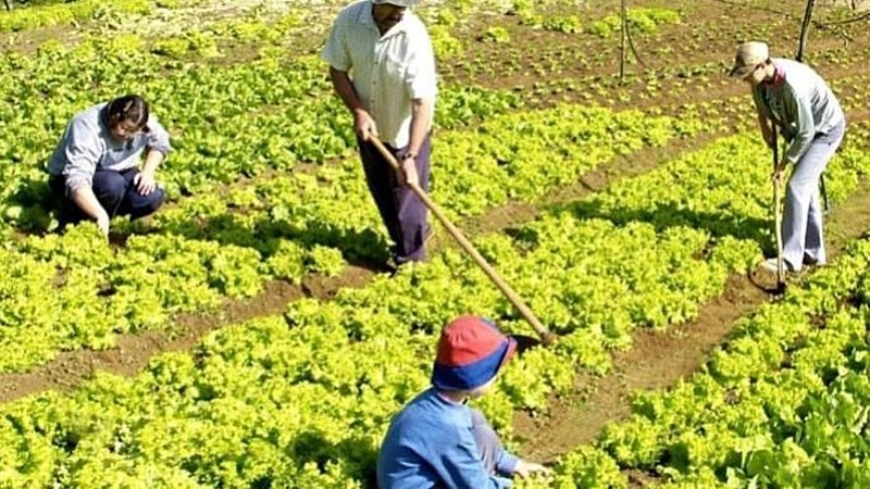 Censo apontou redução do número de propriedades de agricultura familiar entre 2006 e 2017