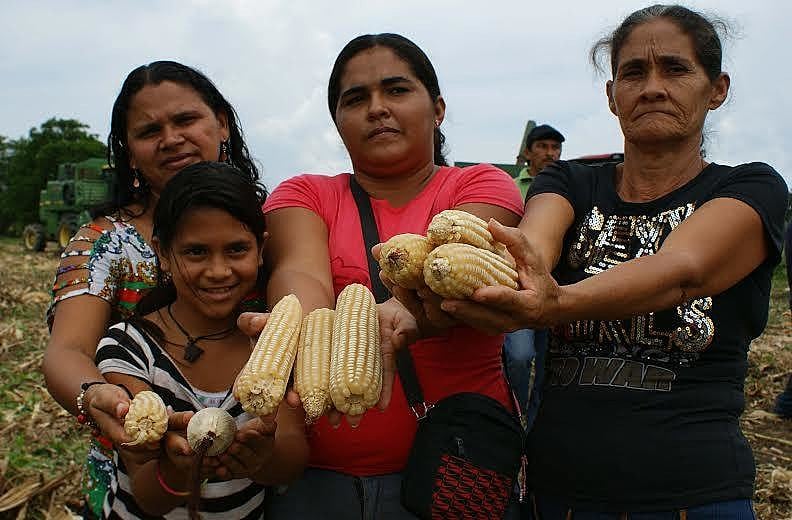 Comuna El Maizal tem centenas de hectares cultivados