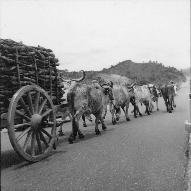 A lenha era comprada por metro cúbico, vinha em carros de boi ou, às vezes, em caminhões.