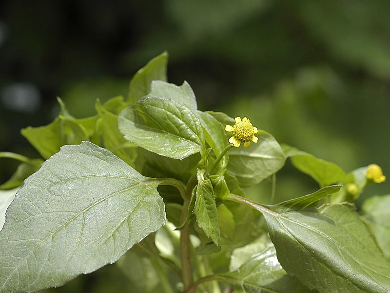 Galho florido de jambú (Acmella ciliata, Asteraceae)