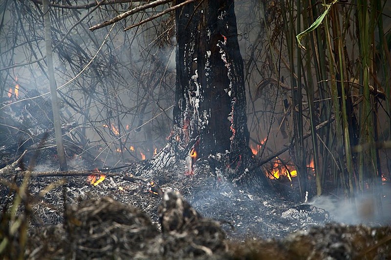 Mecanismo de venda de crédito de carbono faz com que o Brasil perca a autonomia sobre a terra adquirida por meio do crédito de carbono.