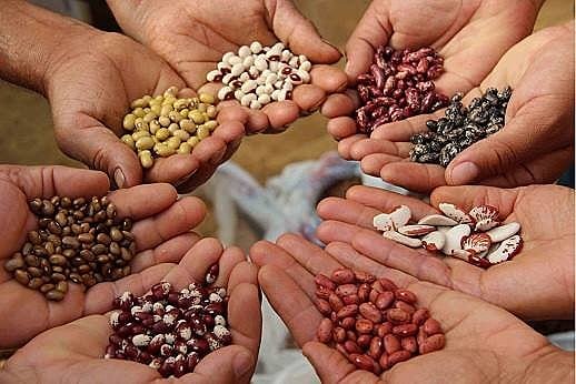 As sementes crioulas são mostras da grande diversidade de alimentos que Pernambuco pode dar.