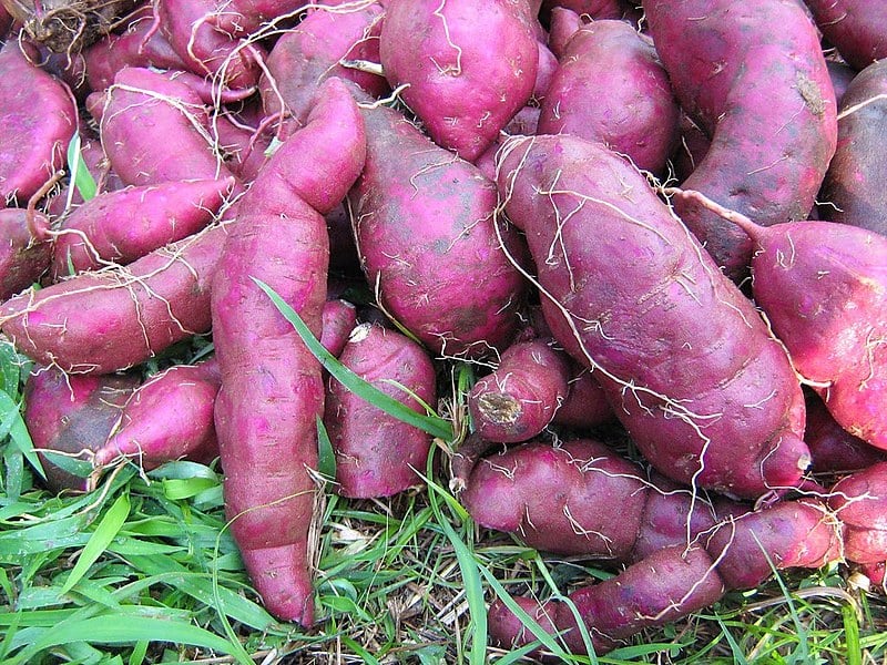 Batatas-doces roxa e avermelhada possuem antioxidantes