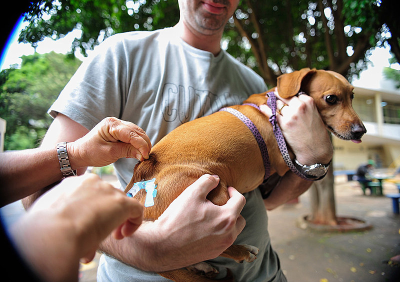 Tutores de cães e gatos podem solicitar a vacina