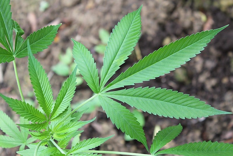 Princípios ativos presentes na planta de cannabis são benéficos no tratamento de diversas doenças