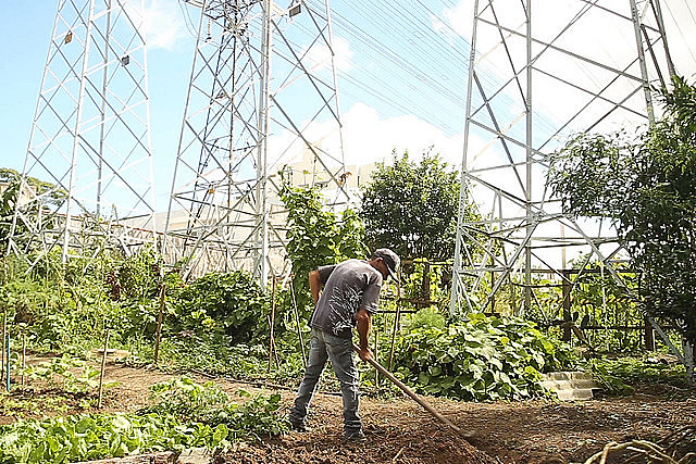 Nas hortas comunitárias de São Bernardo do Campo, trabalhador tem incremento de renda e ajuda a recuperar a biodiversidade do local