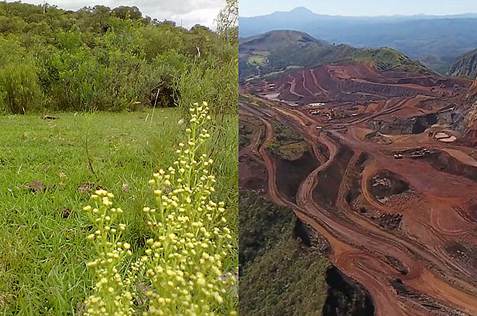 Sociobiodiversidade no Bioma Pampa está gravemente ameaçada de destruição, da mesma forma que em outras áreas no país.