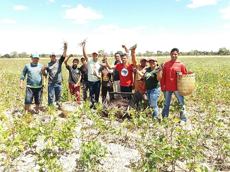 Alegria dos camponeses na colheita do feijão