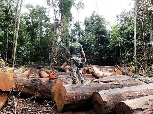 Desmatamento cresce na Amazônia