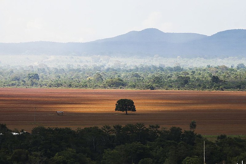 Parte das plataformas pede desmatamento zero, incluindo no Cerrado