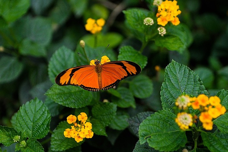 Tu me dizia “eu te amo, Mariposa”, grave, naquele teu jeito de locutor de rádio A.M