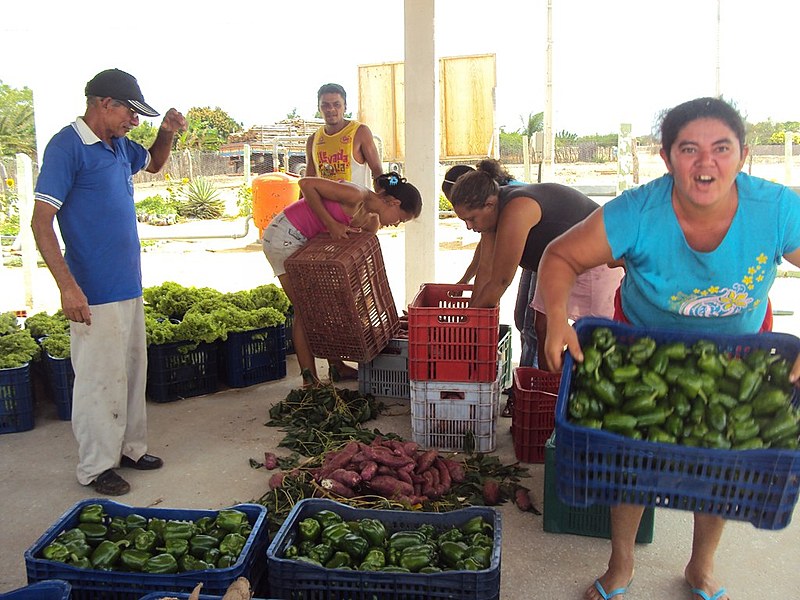 Produtores trabalham em todos os processos, desde a semeadura até a venda da produção.