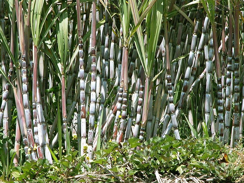Produção de cana chega a 5 toneladas e é usada para produção de açúcar mascavo e rapadura orgânicos