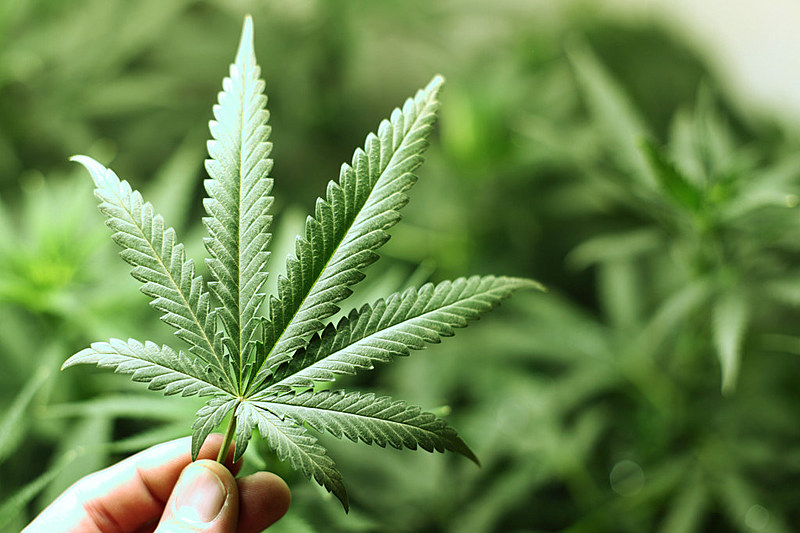 Dia 7 de maio é a data de fundação da Liga Canábica, que deu início à conscientização do uso medicinal da maconha.