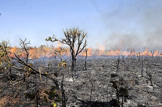 Campanha Nacional em Defesa do Cerrado - com o tema “Cerrado, Berço das Águas: Sem Cerrado, Sem Água, Sem Vida” - será lançada na sede da Conferência Nacional dos Bispos do Brasil (CNBB), em Brasília, às 14h.