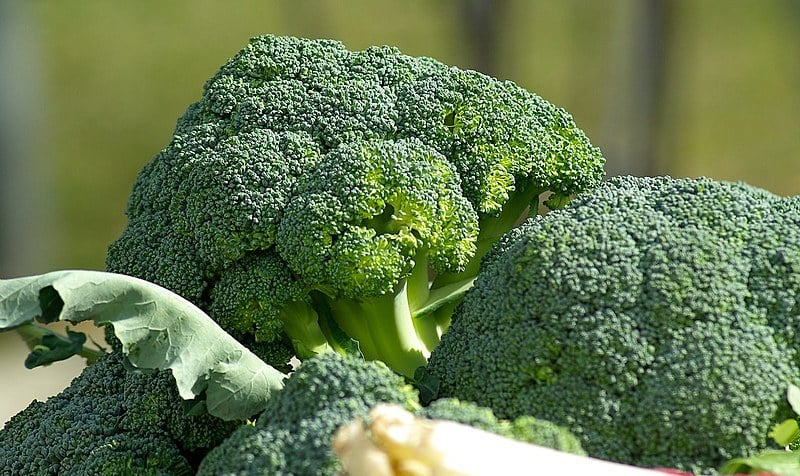 Os brócolis são alimentos muito perecíveis, devem ser guardados em sacos plásticos e mantidos sob refrigeração por no máximo uma semana.
