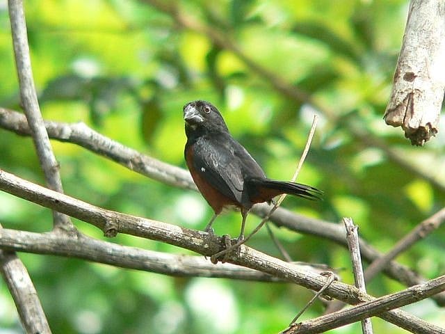 Pássaro curió (Oryzoborus angolensis)