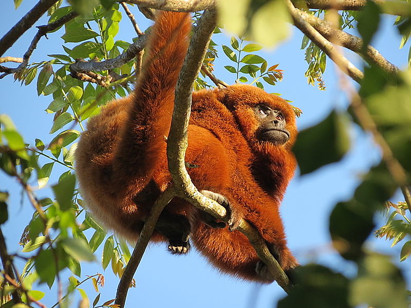 Os macacos estão entre os animais mais comuns nos ditados: "Cada macaco no seu galho" é um deles