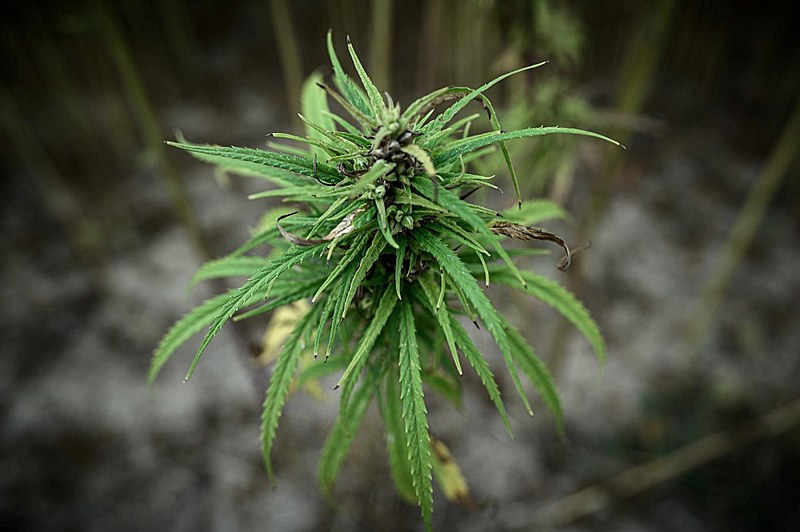 Uma planta de cannabis sativa, da qual se pode extrair o canabidiol de uso medicinal