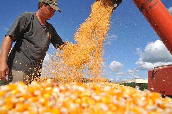 A previsão é que a safra de milho encolha 19% este ano