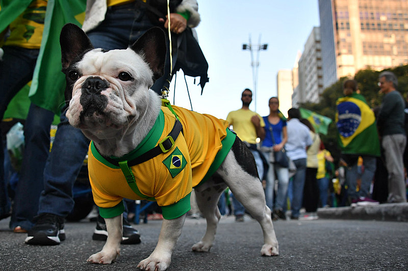 Cachorro vestido com camisa do Brasil durante manifestações de apoio ao governo Jair Bolsonaro (PSL) neste domingo (26) em São Paulo