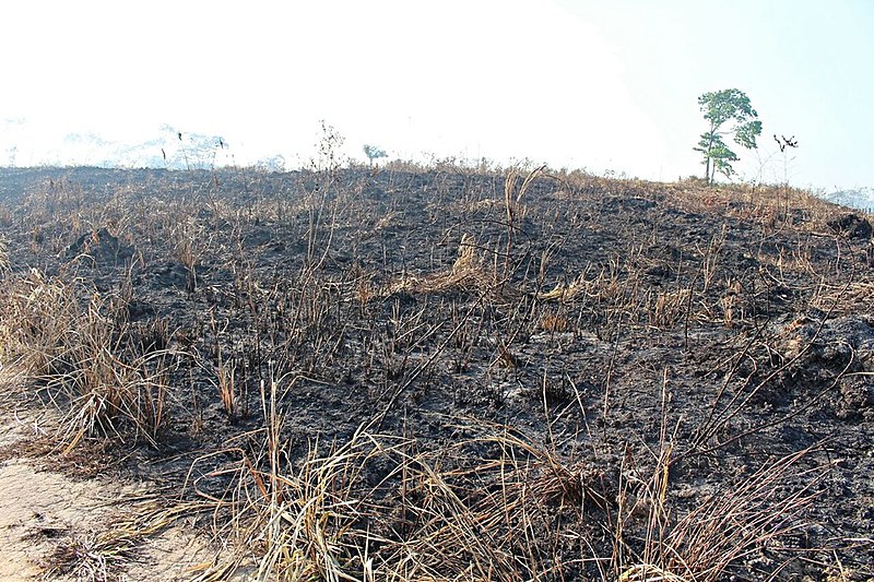 Roça de mandioca queimada por pistoleiros nesta quarta (2)