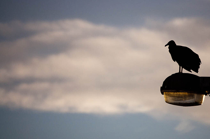 O golpe do condor não precisaria de turistas e marinheiros estrangeiros para vingar, poderia ser feito pelo Facebook e Whatsapp