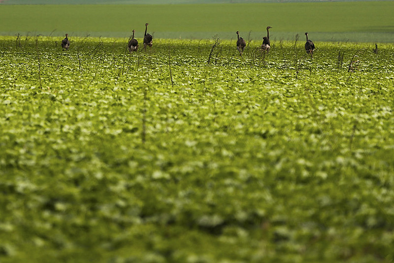 A linha do atual governo é a mercantilização dos territórios sem se preocupar com as consequências e os atingidos