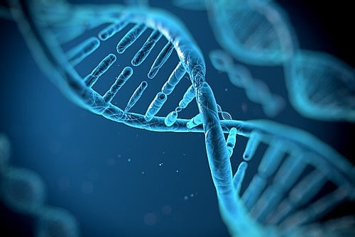 Los “impulsores genéticos” o gene drives en inglés, se basan en una tecnología tan nueva que aún no existe traducción acordada.