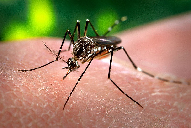 Nos últimos dois anos, pesquisadores passaram a estudar a eficácia da vacina da febre amarela no combate ao Zika