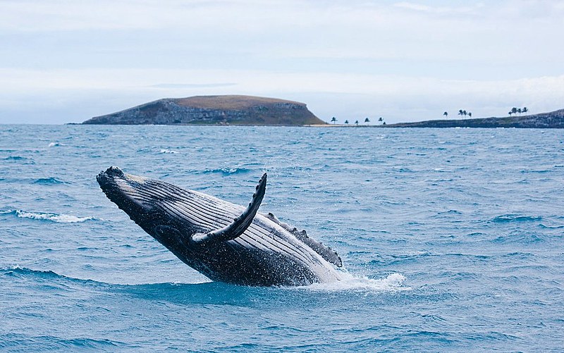 Baleia jubarte mo Parque Nacional de Abrolhos, sul da Bahia