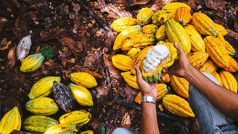 O Brasil é um dos maiores produtores de cacau no mundo e é no Norte e no Nordeste que se concentram as plantações da semente