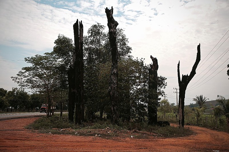 “As Castanheiras de Eldorado dos Carajás” – monumento remete ao assassinato de 21 trabalhadores rurais sem terra em 1996