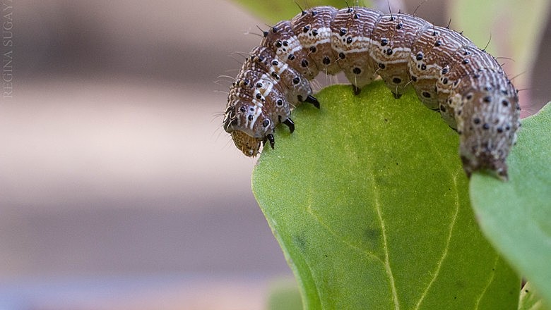 Agrotóxico é usado no combate a lagartas nas plantações