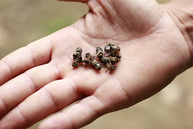 Abelhas mortas em Mojuí dos Campos