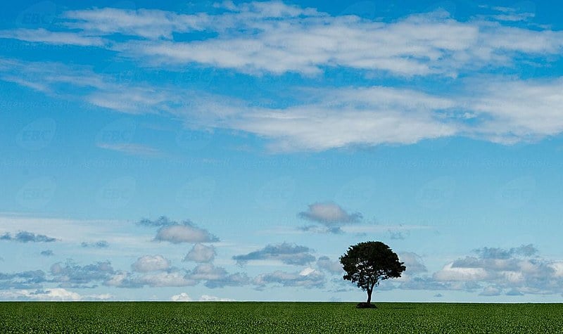 As pequenas propriedades representam mais de 47% do total de estabelecimentos, mas ocupam menos de 2,3% da área total