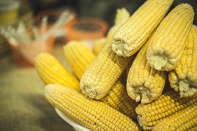 Milhos produzidos pela agricultura familiar, sem sementes transgênicas e utilização de veneno são mais saudáveis