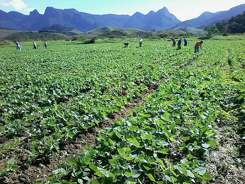 Movimento aposta na agroecologia como saída para a crise alimentar mundial
