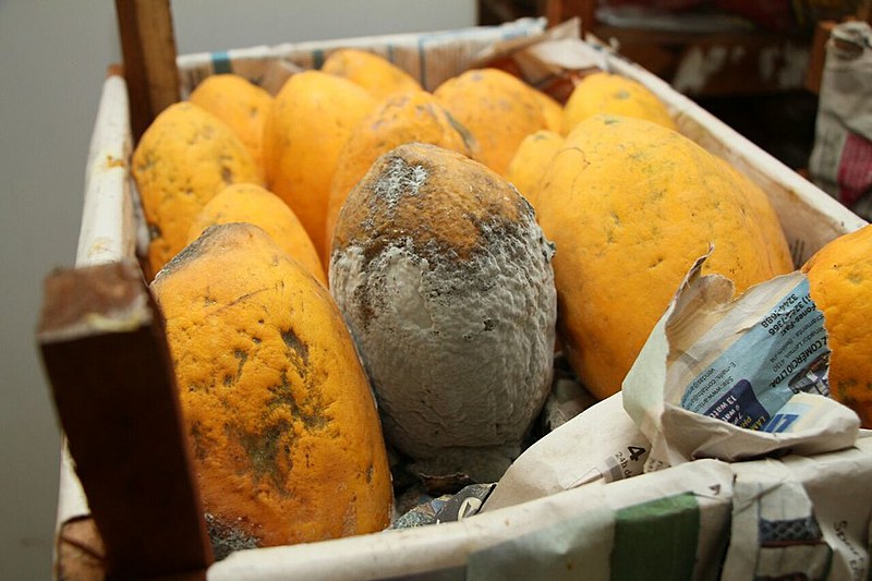 Frutas que nunca foram servidas aos alunos apodrecem em depósito da escola