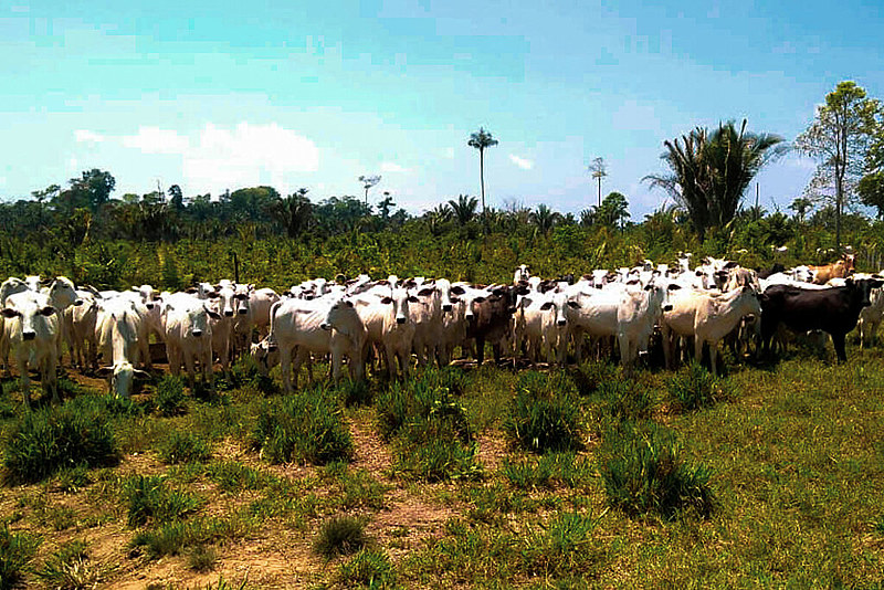 Registro de operação do Instituto Brasileiro do Meio Ambiente que apreendeu 1.388 cabeças de gado, no sudoeste do Pará