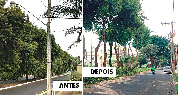 De acordo com as acusações, os laudos técnicos que legitimem as podas também não existiram
