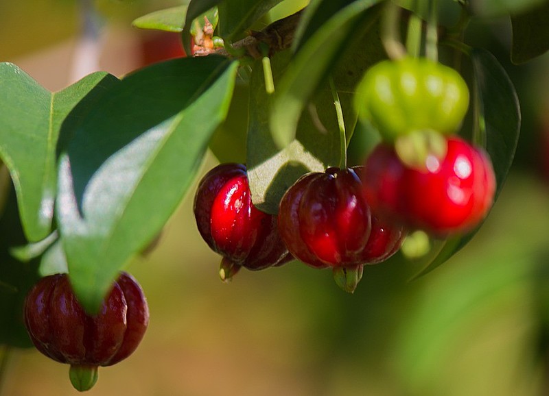 Devido a grande quantidade de vitamina C, a fruta tem forte ação antioxidante, como explica a nutricionista